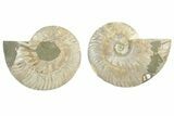 Cut & Polished, Agatized Ammonite Fossil - Madagascar #234423-1
